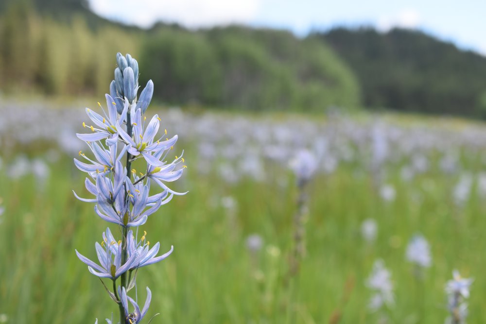 Camas Meadows Camp